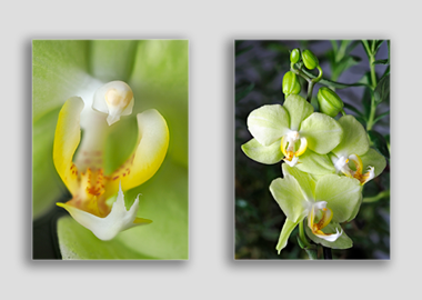 Both canvas prints - (Green Pixie Orchid) - 8"x12" each