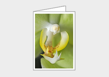 Fine art greeting card - (Green Pixie Orchid HBV) – 6.25″ x 4.5″