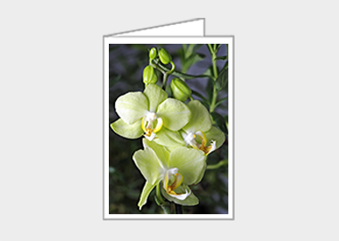 Fine art greeting card - (Green Pixie Orchid HV) – 6.25″ x 4.5″