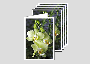 Package of 5 greeting cards - (Green Pixie Orchid HV) – 6.25″ x 4.5″