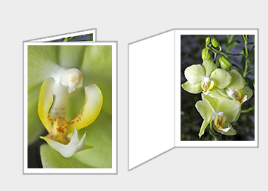 Fine art greeting card - (Green Pixie Orchid) – 6.25″ x 4.5″