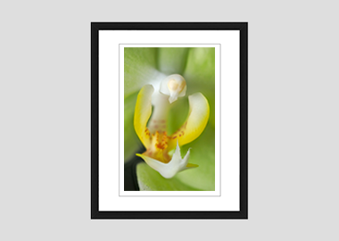 framed print - (Green Pixie Orchid) - 8"x10"