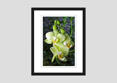 framed print - (Green Pixie Orchid) - 8"x10"