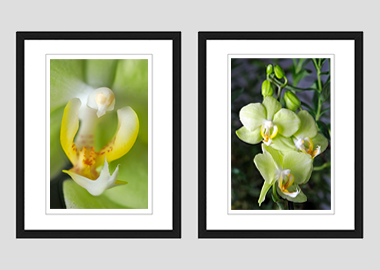 Both framed prints - (Green Pixie Orchid) - 8"x10" each