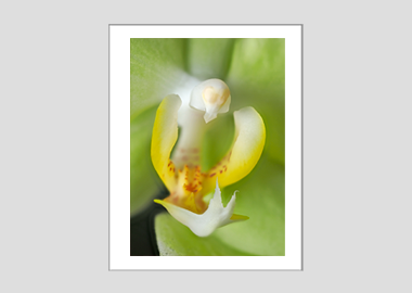 matted print - (Green Pixie Orchid HBV) - 11"x14"