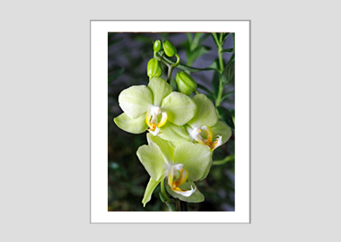 matted print - (Green Pixie Orchid) - 11"x14"