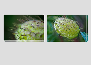 Both canvas prints - (Hairy Lime) - 8"x12" each