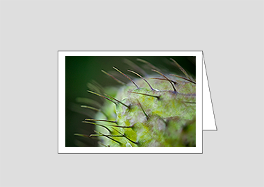 Fine art greeting card - (Hairy Lime HBV) – 4.5″x6.25″