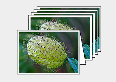 Package of 5 greeting cards - (Hairy Lime HV) – 4.5″x6.25″