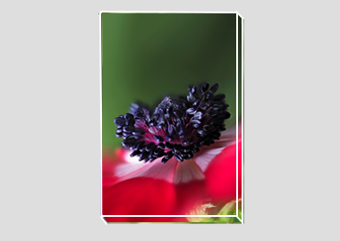 canvas print - (Harmony Scarlet Anemone HBV) - 8"x12"