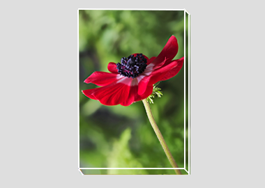 canvas print - (Harmony Scarlet Anemone HV) - 8"x12"