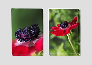 Both canvas prints - (Harmony Scarlet Anemone) - 8"x12" each