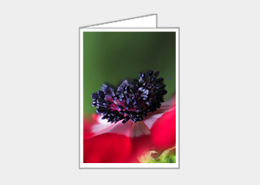 Fine art greeting card - (Harmony Scarlet Anemone HBV) – 4.5″x6.25″