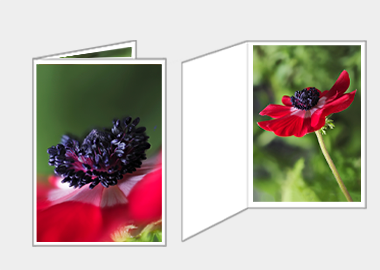 Fine art greeting card - (Harmony Scarlet Anemone) – 4.5″x6.25″