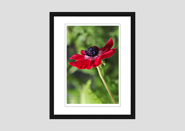 framed print - (Harmony Scarlet Anemone HV) - 8"x10"