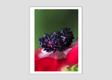 matted print - (Harmony Scarlet Anemone HBV) - 11"x14"