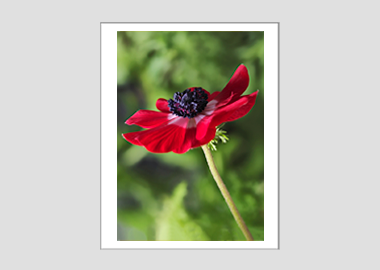 matted print - (Harmony Scarlet Anemone HV) - 11"x14"