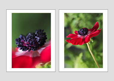 Both matted prints - (Harmony Scarlet Anemone) - 11"x14" each