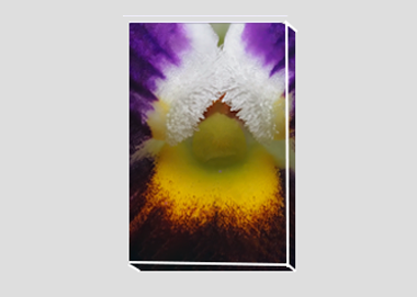 canvas print - (Heart's Ease HBV) - 8"x12"