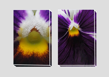 Both canvas prints - (Heart's Ease) - 8"x12" each