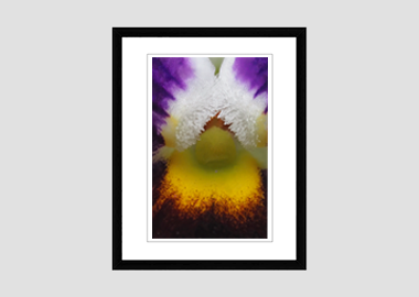 framed print - (Heart's Ease HBV) - 8"x10"