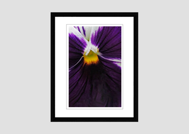framed print - (Heart's Ease HV) - 8"x10"