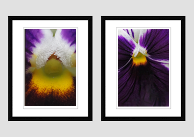 Both framed prints - (Heart's Ease) - 8"x10" each