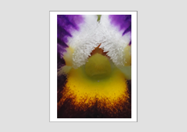 matted print - (Heart's Ease HBV) - 11"x14"