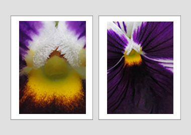 Both matted prints - (Heart's Ease) - 11"x14" each