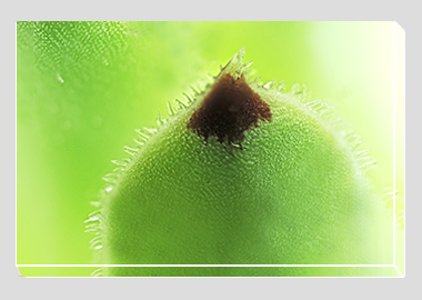 canvas print - (Hens and Chicks HBV) - 8"x12"