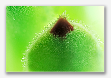 canvas print - (Hens and Chicks HBV) - 8"x12"