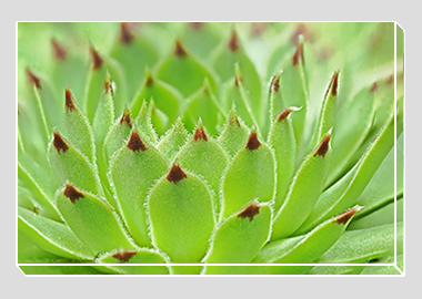 canvas print - (Hens and Chicks HV) - 8"x12"