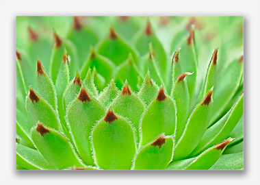 canvas print - (Hens and Chicks HV) - 8"x12"