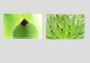 Both canvas prints - (Hens and Chicks) - 8"x12" each