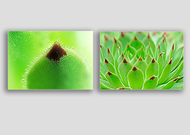 Both canvas prints - (Hens and Chicks) - 12"x18" each