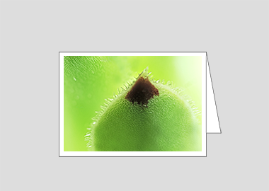 Fine art greeting card - (Hens and Chicks HBV) – 4.5″x6.25″