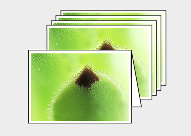 Package of 5 greeting cards - (Hens and Chicks HBV) – 4.5″x6.25″