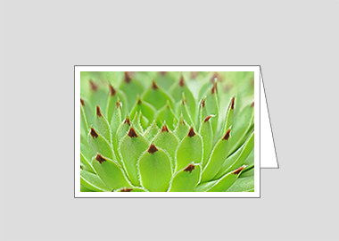 Fine art greeting card - (Hens and Chicks HV) – 4.5″x6.25″