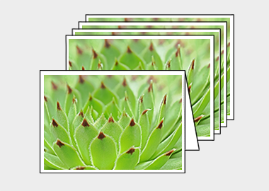 Package of 5 greeting cards - (Hens and Chicks HV) – 4.5″x6.25″
