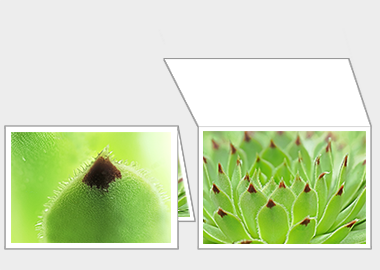 Fine art greeting card - (Hens and Chicks) – 4.5″x6.25″