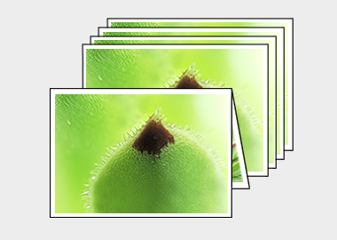 Package of 5 greeting cards - (Hens and Chicks) – 4.5″x6.25″