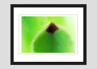 framed print - (Hens and Chicks HBV) - 8"x10"