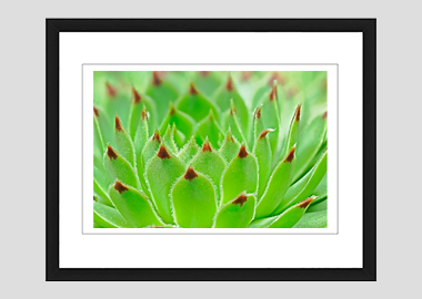 framed print - (Hens and Chicks HV) - 8"x10"