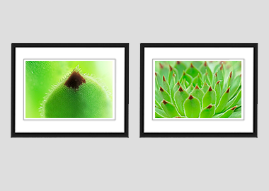 Both framed prints - (Hens and Chicks) - 8"x10" each