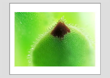 matted print - (Hens and Chicks HBV) - 11"x14"
