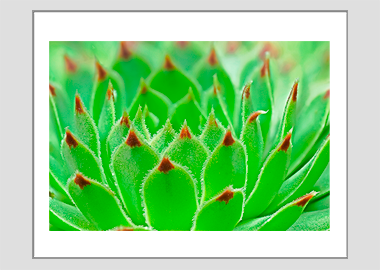 matted print - (Hens and Chicks HV) - 11"x14"