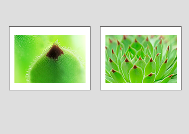 Both matted prints - Hens and Chicks) - 11"x14" each
