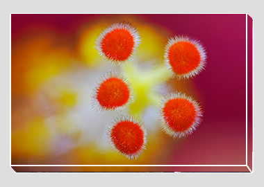 canvas print - (Hibiscus HBV) - 8"x12"