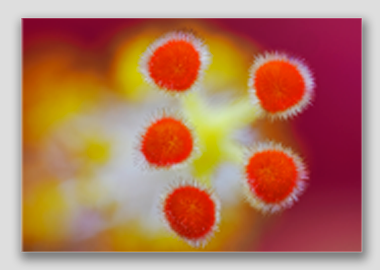 canvas print - (Hibiscus HBV) - 8"x12"