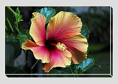 canvas print - (Hibiscus HV) - 8"x12"